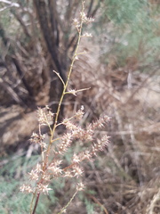 Tamarix gracilis, photograph (c) Urgamal Magsar, some rights reserved (CC BY)