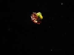 Eutardigrada
