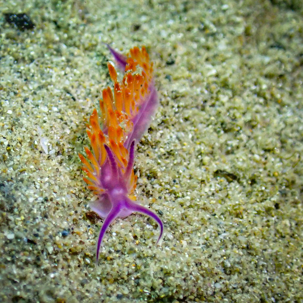 Flabellina from Blairgowrie Yacht Squadron, Blairgowrie, VIC, AU on ...