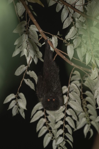 Bonin Flying-fox (Pteropus pselaphon) — Data Deficient Mammalia