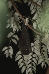 Bonin Flying Fox photo 1