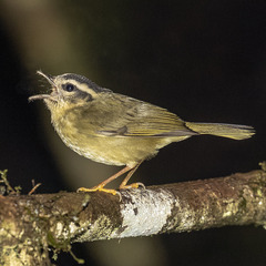 Basileuterus tristriatus daedalus