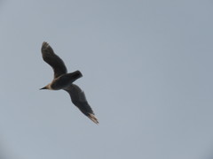 Larus