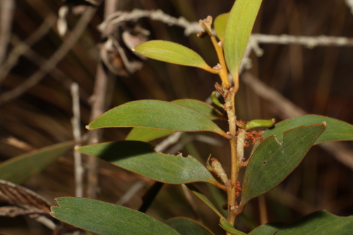 Image of Acacia aulacocarpa by (c) Greg Tasney, some rights reserved (CC BY-SA)