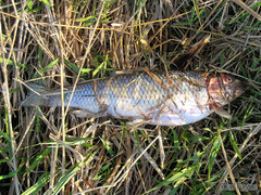 Semotilus corporalis