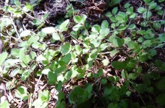 Leptostigma setulosum