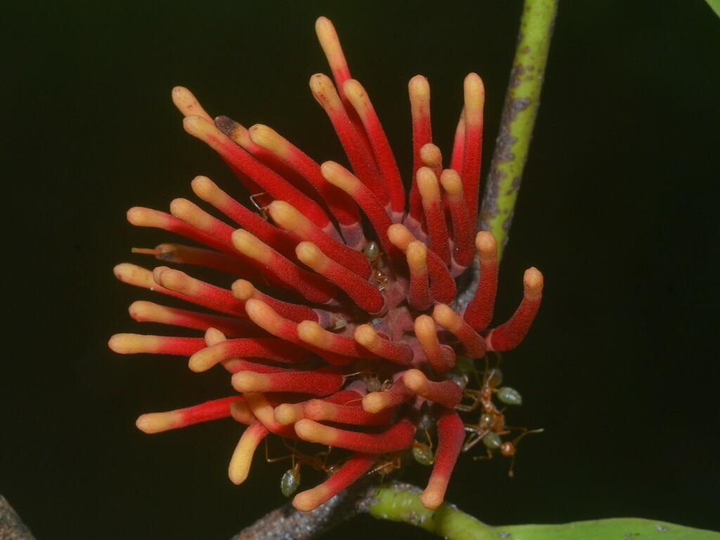 Dactyliophora novae-guineae