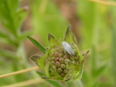 Placochilus seladonicus