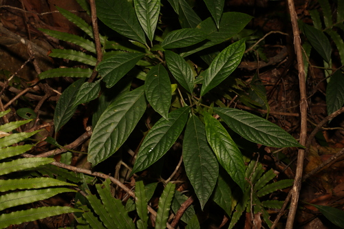 Image of Abrophyllum ornans by (c) Greg Tasney, some rights reserved (CC BY-SA)