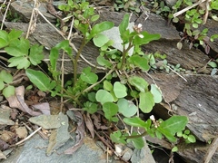 Cardamine scutata