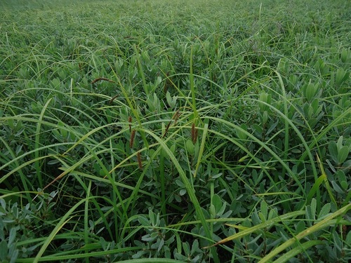 Middendorf's sedge (Carex middendorffii)