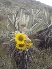 Espeletia grandiflora