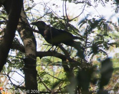 Corvus macrorhynchos culminatus