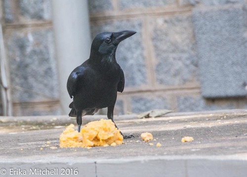 Large-billed Crow, photo 8 of 10
