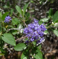 Ceanothus diversifolius
