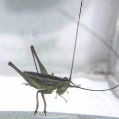 Conocephalus bilineatus