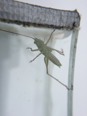 Conocephalus bilineatus