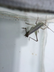 Conocephalus bilineatus