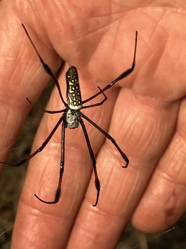 Redleg Orbweaver