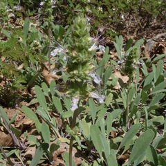 Salvia sonomensis