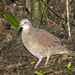 White-throated Quail-Dove - Photo (c) dushenkov, some rights reserved (CC BY-NC)