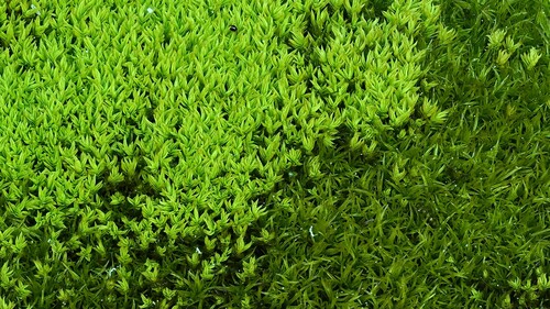 Anoectangium
