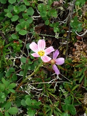 Claytonia acutifolia