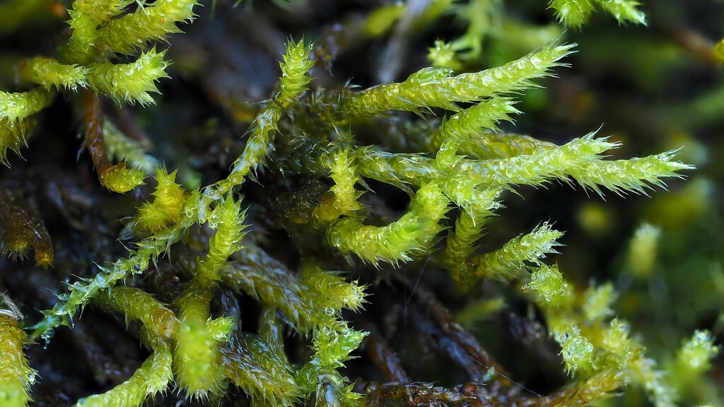 Brachythecium tauriscorum