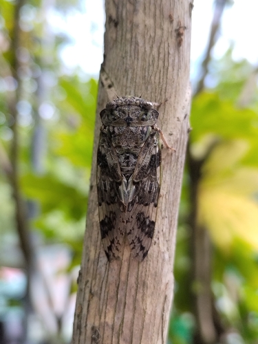 Kaempfer Cicada