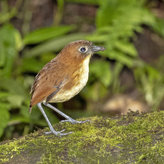 Grallaria flavotincta