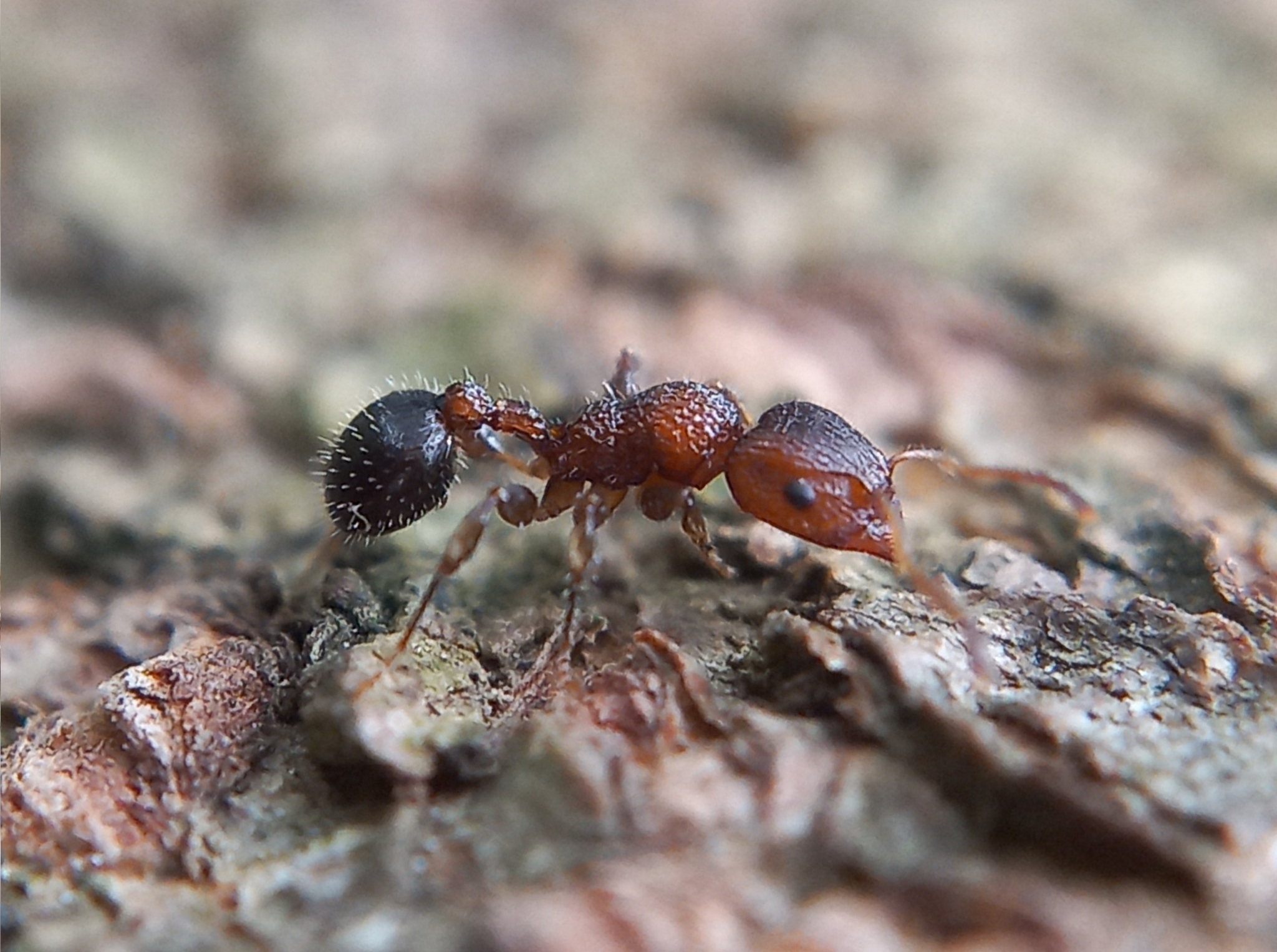 Dilobocondyla bangalorica