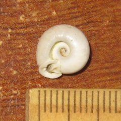 Daedalochila mooreana