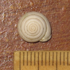 Daedalochila mooreana