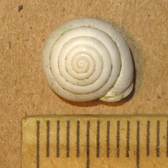 Daedalochila mooreana