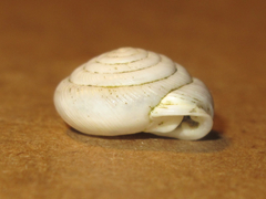 Daedalochila mooreana