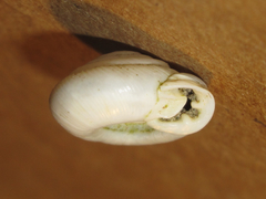 Daedalochila mooreana