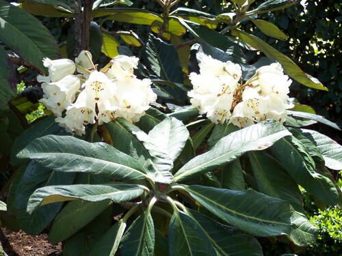Nightcap (Rhododendron sinogrande)