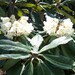 Rhododendron sinogrande - Photo (c) 
A. Barra, some rights reserved (CC BY)