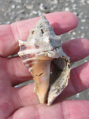 Stramonita canaliculata