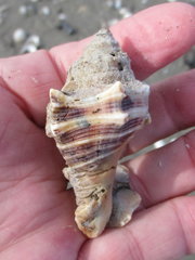 Stramonita canaliculata