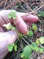Oxalis colorea