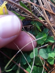 Oxalis colorea