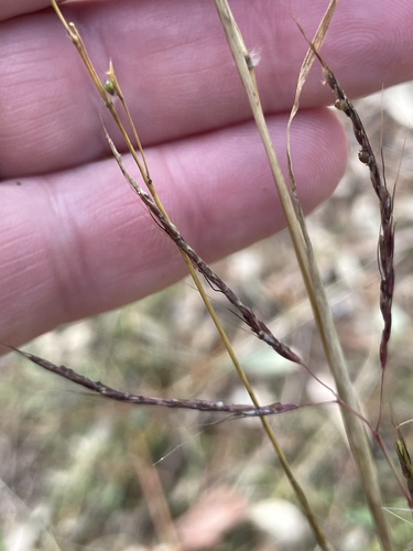 Caucasian bluestem (Bothriochloa bladhii)