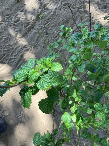 Nettleleaf Velvetberry