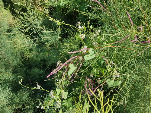 Tamarix gracilis, photograph 5
