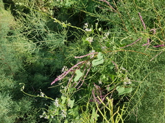 Tamarix gracilis, photograph (c) Urgamal Magsar, some rights reserved (CC BY)