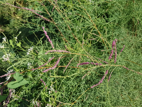 Tamarix gracilis, photograph 4