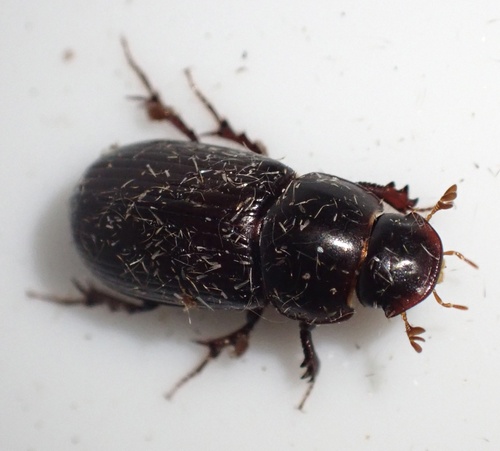 Night-flying Dung Beetle, Graafland, Groot-Ammers, South Holland, NL, photo 7 of 10