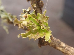 Tuckermannopsis chlorophylla image