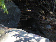 Lontra canadensis